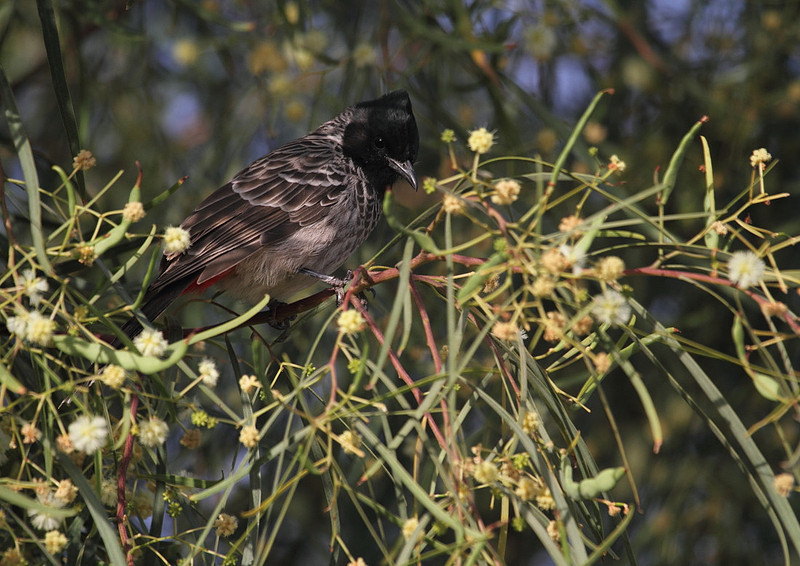 Red Vented Bulbul