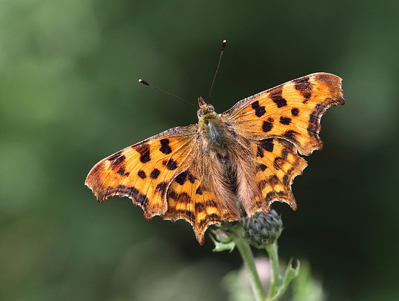 Comma