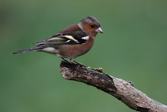 Male Chaffinch