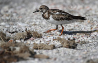 Ruddy Turnstone