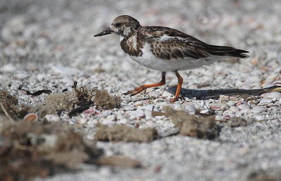 Ruddy Turnstone