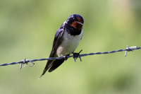 Swallow
