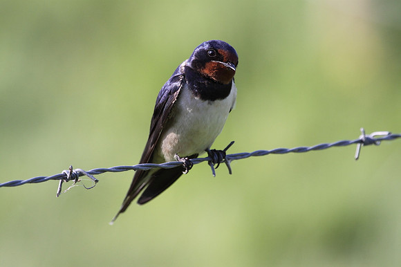 Swallow