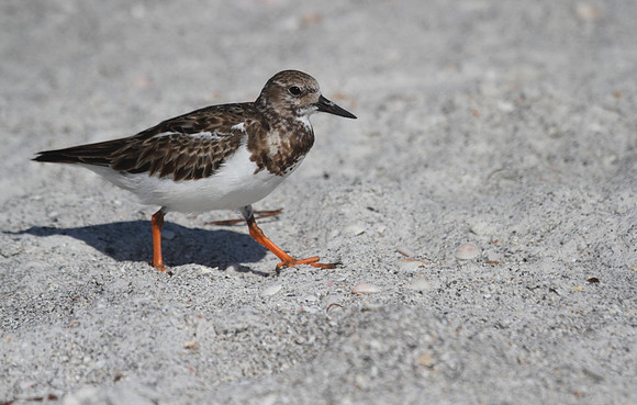 Ruddy Turnstone