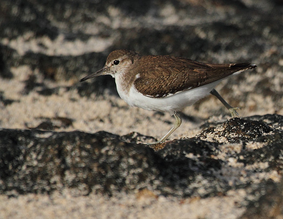 Common Sandpiper