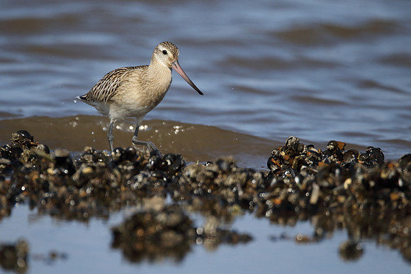 Bar Tailed Godwit