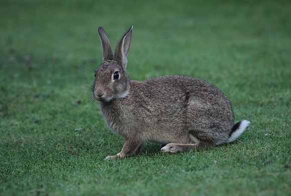 Rabbit