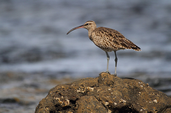 Whimbrel