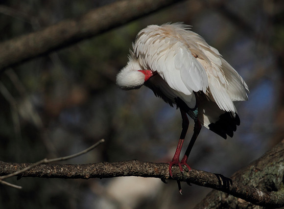 White Ibis