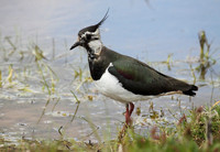 Lapwing