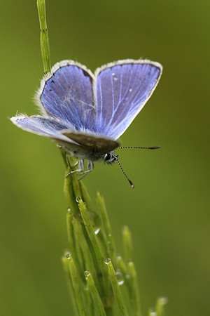 Common Blue Butterfly (male)