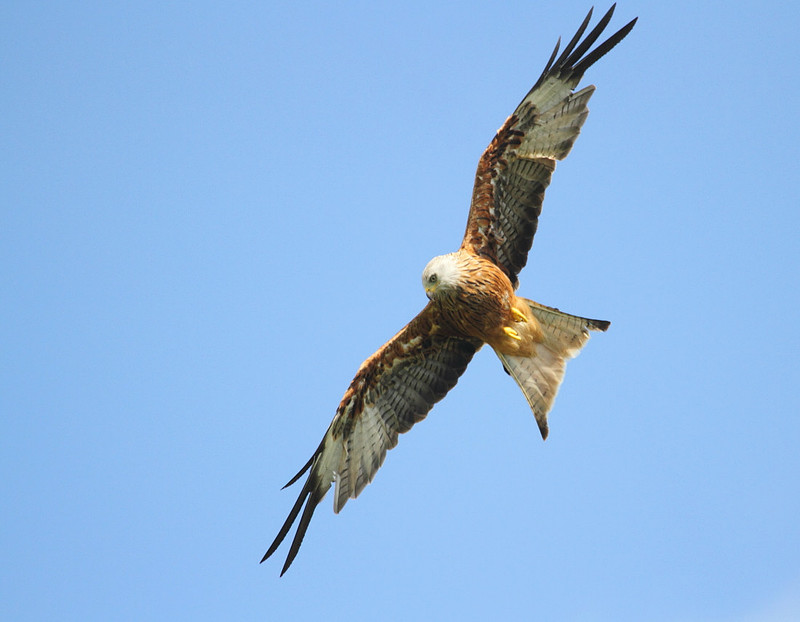 Red Kite