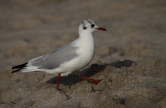 Black Headed Gull