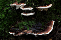 Bracket Fungi