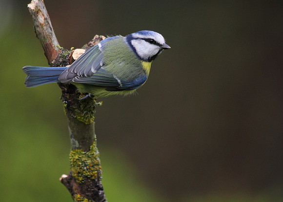 Blue Tit