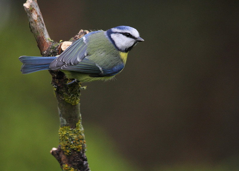 Blue Tit