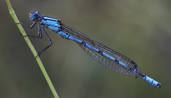 Common Blue Damselfly (male)