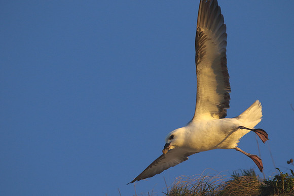 Fulmar in flight
