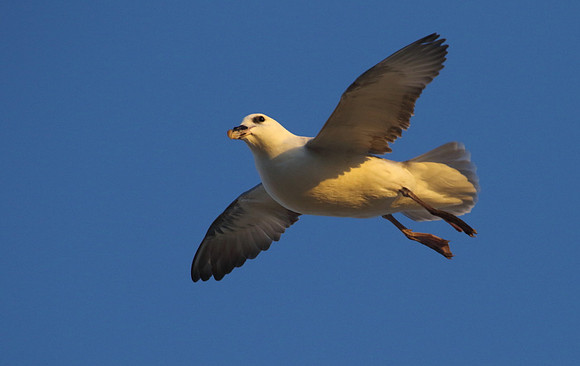 Fulmar in flight