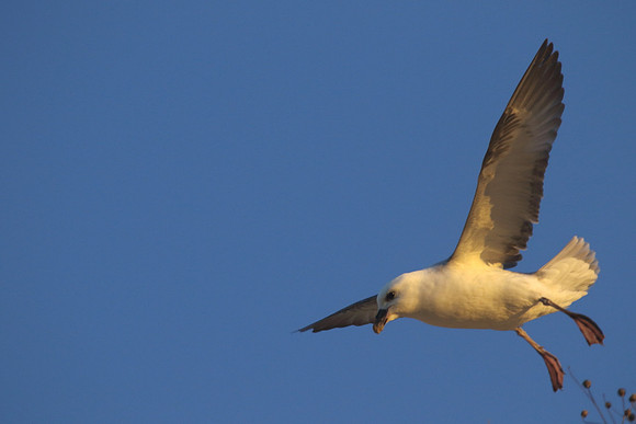 Fulmar in flight