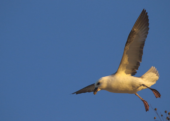 Fulmar in flight
