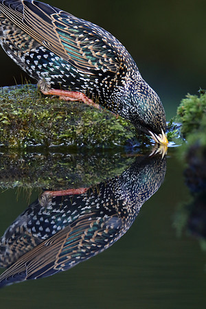 Starling drinking
