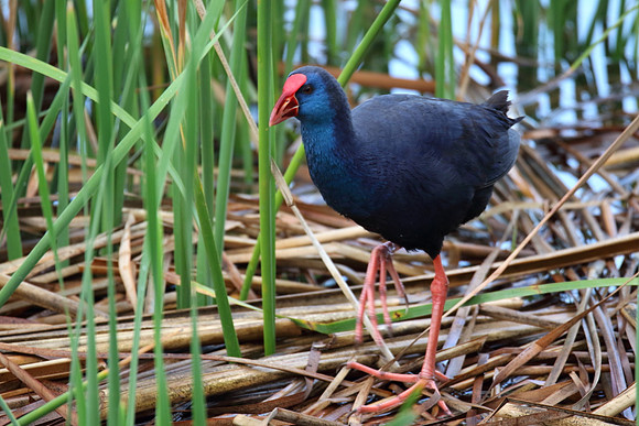 Purple Gallinule