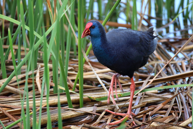 Purple Gallinule