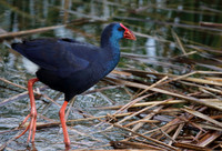 Purple Gallinule