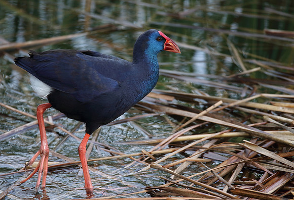 Purple Gaillinule 2