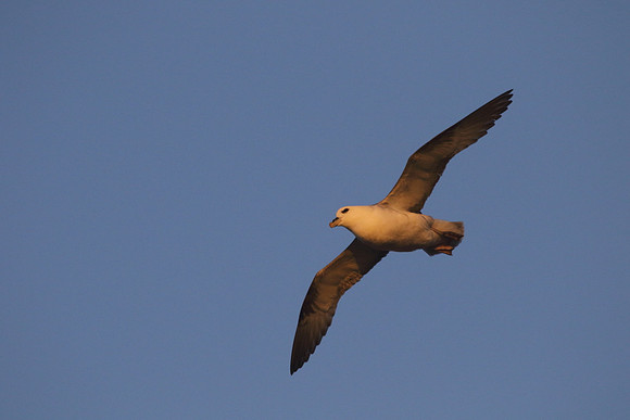Fulmar in flight
