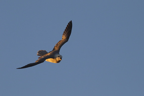 Fulmar in flight