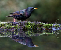 Starling