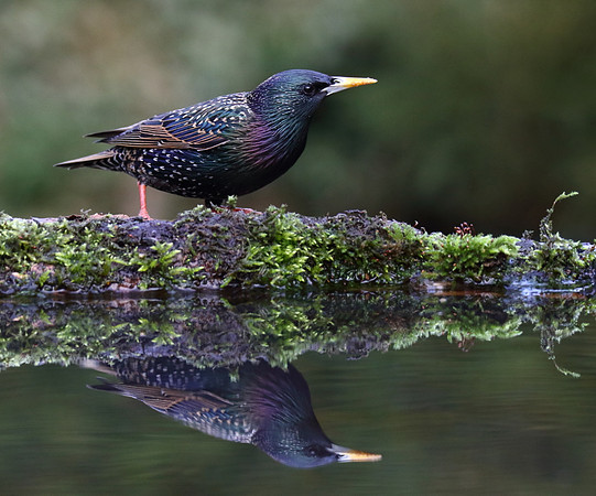 Starling