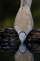 Collared Dove