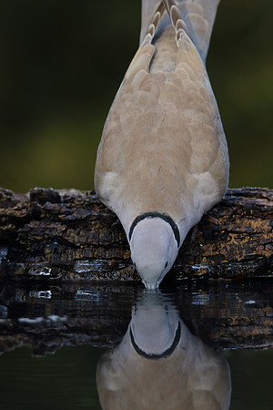 Collared Dove