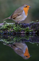 Robin