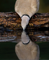 Collared Dove