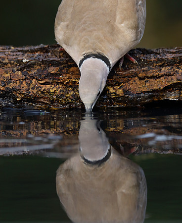 Collared Dove