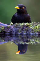 Male Blackbird