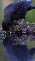Male Blackbird