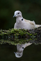 Collared Dove