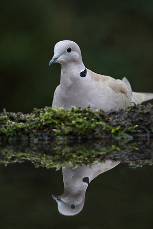 Collared Dove