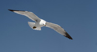 Ring Billed Gull