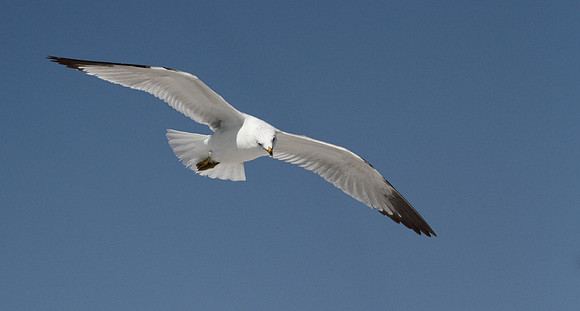 Ring Billed Gull
