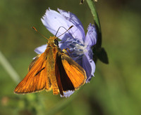 Small Skipper (Thymelicus sylvestris)