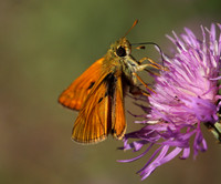 Small Skipper (Thymelicus sylvestris)