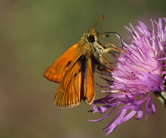 Small Skipper (Thymelicus sylvestris)