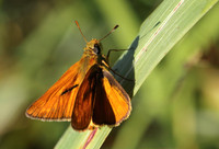 Small Skipper (Thymelicus sylvestris)