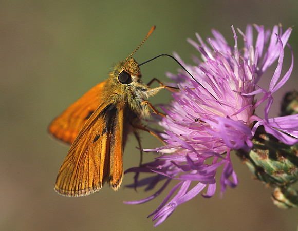 Small Skipper (Thymelicus sylvestris)